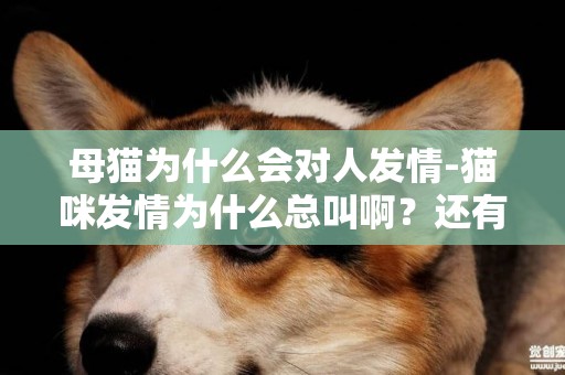 母猫为什么会对人发情-猫咪发情为什么总叫啊？还有许多奇怪的细节。