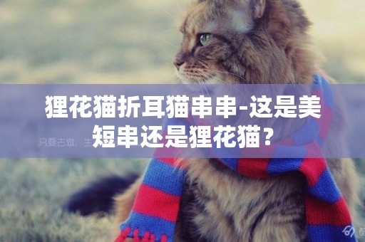 狸花猫折耳猫串串-这是美短串还是狸花猫？