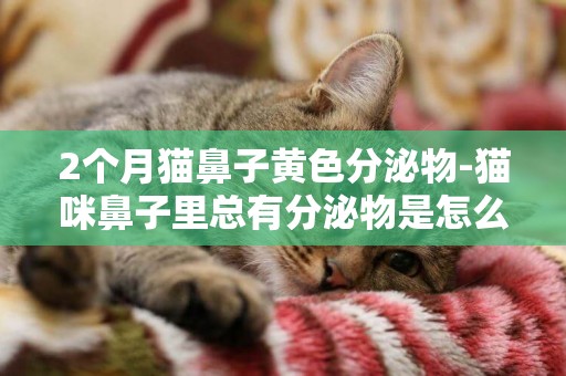 2个月猫鼻子黄色分泌物-猫咪鼻子里总有分泌物是怎么回事