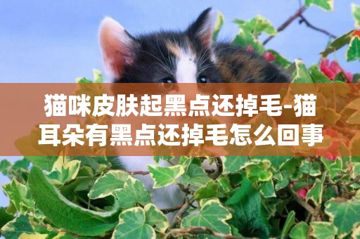 猫咪皮肤起黑点还掉毛-猫耳朵有黑点还掉毛怎么回事啊