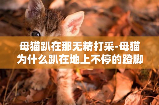 母猫趴在那无精打采-母猫为什么趴在地上不停的蹬脚，还不停的叫?