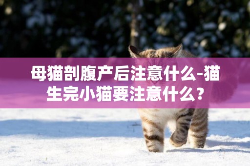 母猫剖腹产后注意什么-猫生完小猫要注意什么？