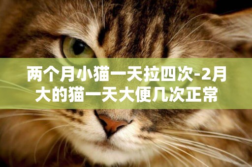 两个月小猫一天拉四次-2月大的猫一天大便几次正常