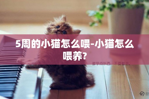 5周的小猫怎么喂-小猫怎么喂养?