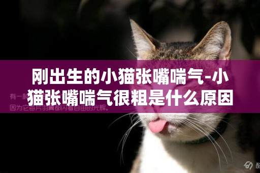 刚出生的小猫张嘴喘气-小猫张嘴喘气很粗是什么原因，急求，急求，真的急