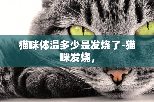 猫咪体温多少是发烧了-猫咪发烧，