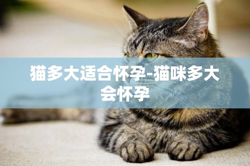 猫多大适合怀孕-猫咪多大会怀孕