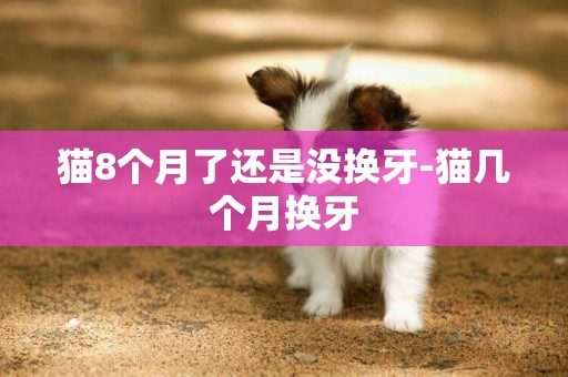 猫8个月了还是没换牙-猫几个月换牙