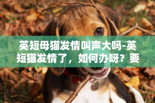 英短母猫发情叫声大吗-英短猫发情了，如何办呀？要发多久？