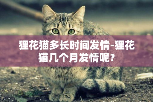 狸花猫多长时间发情-狸花猫几个月发情呢？