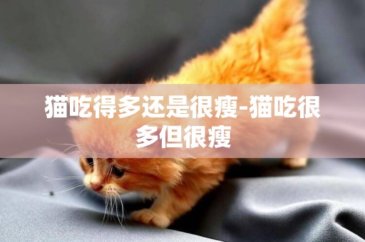 猫吃得多还是很瘦-猫吃很多但很瘦