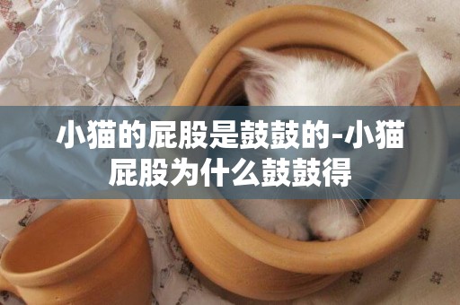 小猫的屁股是鼓鼓的-小猫屁股为什么鼓鼓得