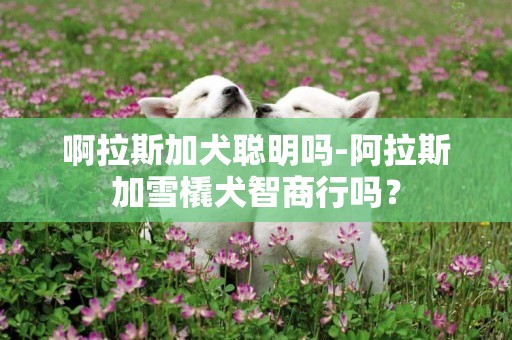 啊拉斯加犬聪明吗-阿拉斯加雪橇犬智商行吗？