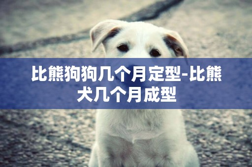 比熊狗狗几个月定型-比熊犬几个月成型