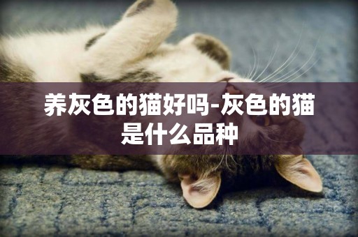 养灰色的猫好吗-灰色的猫是什么品种