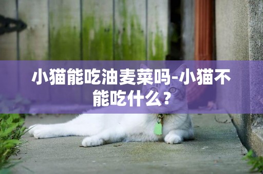 小猫能吃油麦菜吗-小猫不能吃什么？