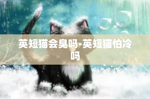 英短猫会臭吗-英短猫怕冷吗