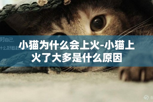 小猫为什么会上火-小猫上火了大多是什么原因