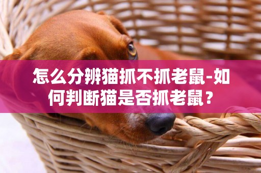 怎么分辨猫抓不抓老鼠-如何判断猫是否抓老鼠？