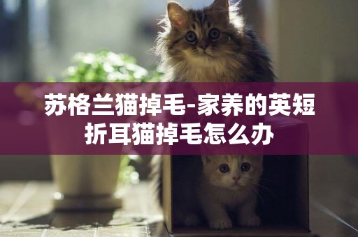 苏格兰猫掉毛-家养的英短折耳猫掉毛怎么办