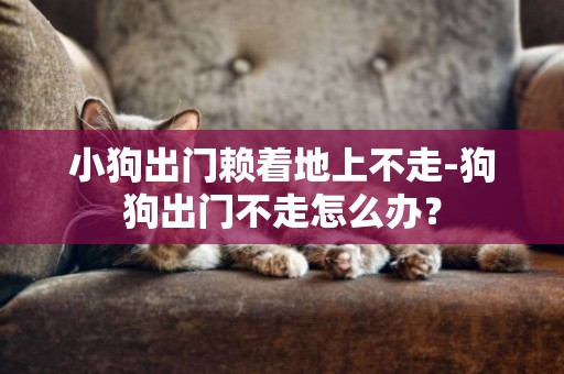 小狗出门赖着地上不走-狗狗出门不走怎么办？