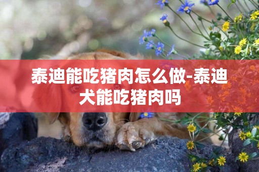 泰迪能吃猪肉怎么做-泰迪犬能吃猪肉吗