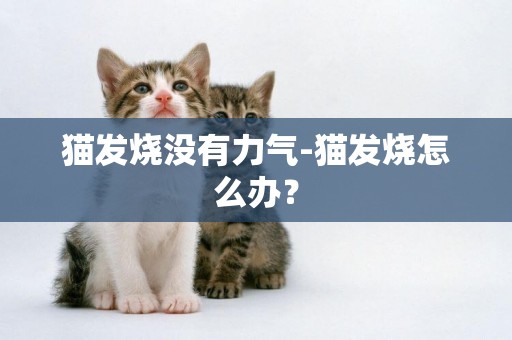 猫发烧没有力气-猫发烧怎么办？