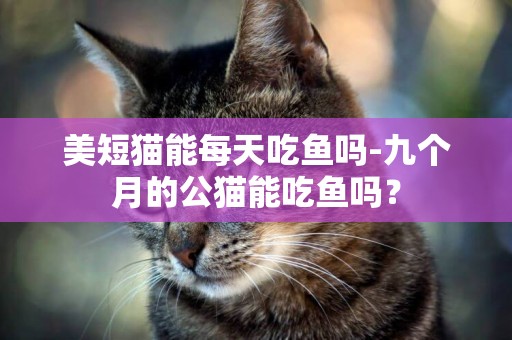 美短猫能每天吃鱼吗-九个月的公猫能吃鱼吗？