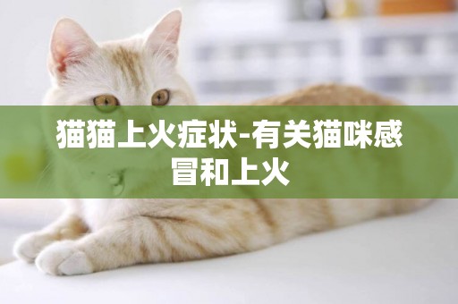 猫猫上火症状-有关猫咪感冒和上火