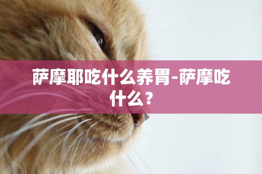 萨摩耶吃什么养胃-萨摩吃什么？