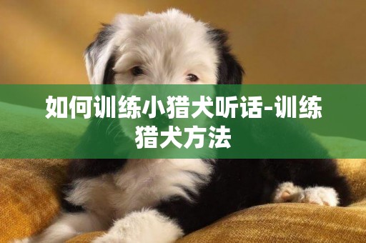 如何训练小猎犬听话-训练猎犬方法