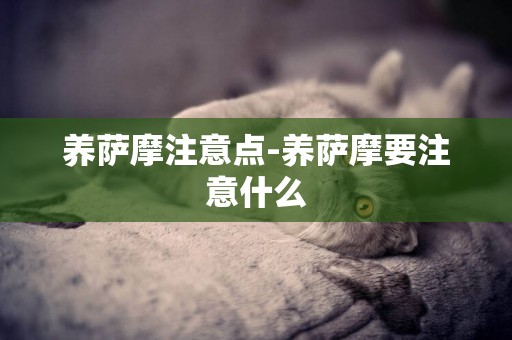 养萨摩注意点-养萨摩要注意什么