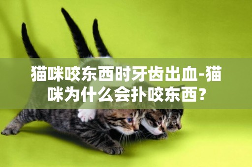 猫咪咬东西时牙齿出血-猫咪为什么会扑咬东西？