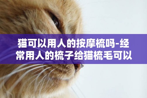 猫可以用人的按摩梳吗-经常用人的梳子给猫梳毛可以梳跳蚤是吗？