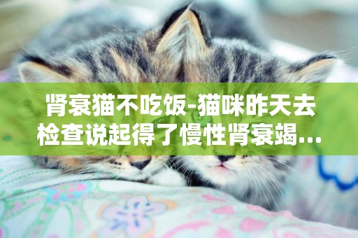 肾衰猫不吃饭-猫咪昨天去检查说起得了慢性肾衰竭…现在已经不吃不喝两三天了~走路都摇摇晃晃的了~有方法