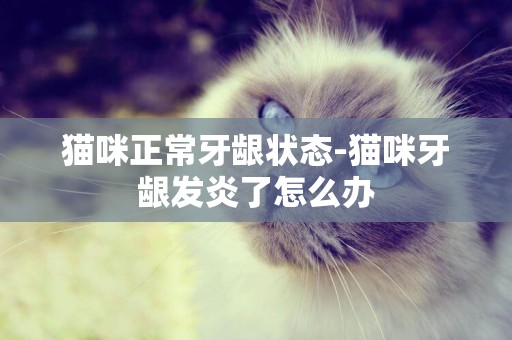 猫咪正常牙龈状态-猫咪牙龈发炎了怎么办