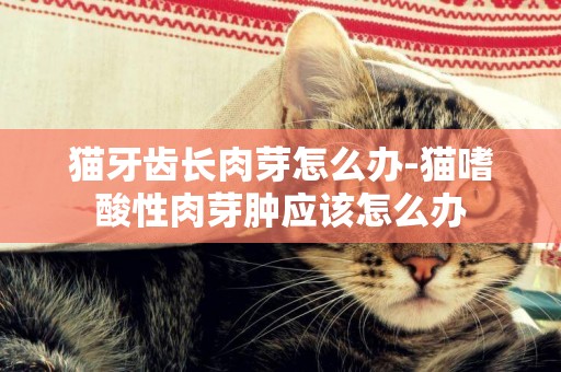 猫牙齿长肉芽怎么办-猫嗜酸性肉芽肿应该怎么办