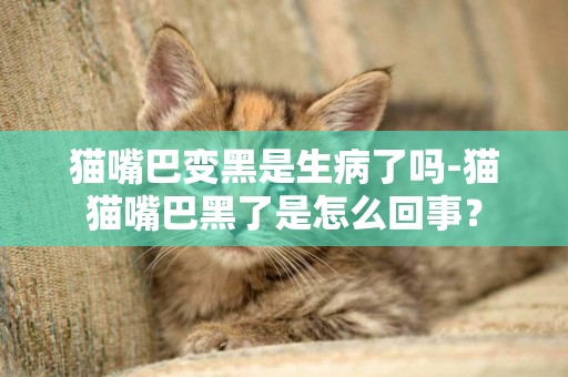 猫嘴巴变黑是生病了吗-猫猫嘴巴黑了是怎么回事？