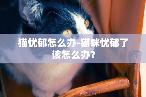 猫忧郁怎么办-猫咪忧郁了该怎么办？