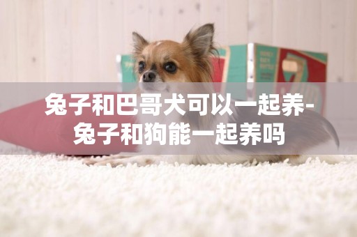 兔子和巴哥犬可以一起养-兔子和狗能一起养吗