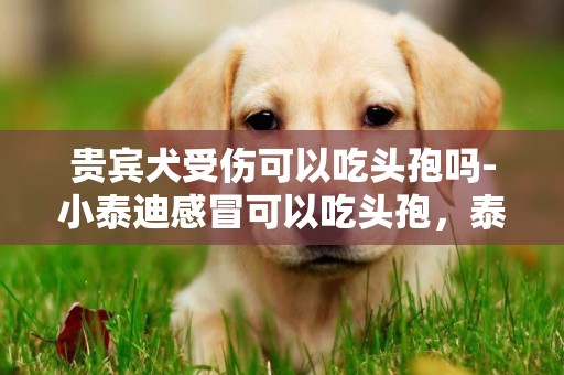 贵宾犬受伤可以吃头孢吗-小泰迪感冒可以吃头孢，泰迪感冒能吃头孢吗