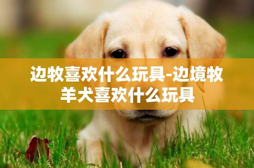 边牧喜欢什么玩具-边境牧羊犬喜欢什么玩具