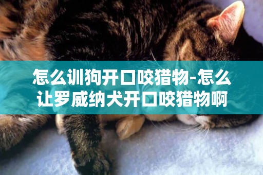 怎么训狗开口咬猎物-怎么让罗威纳犬开口咬猎物啊