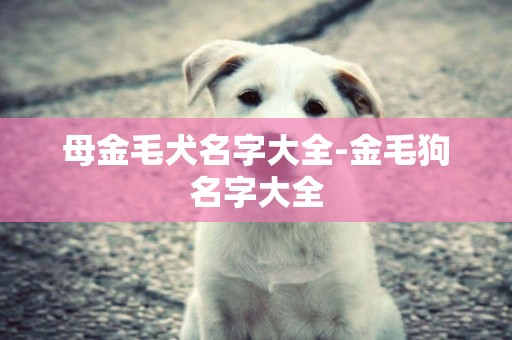 母金毛犬名字大全-金毛狗名字大全