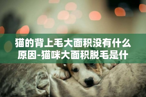 猫的背上毛大面积没有什么原因-猫咪大面积脱毛是什么病？