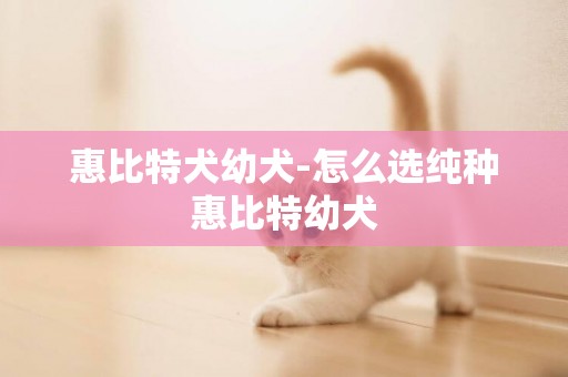 惠比特犬幼犬-怎么选纯种惠比特幼犬