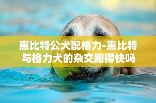 惠比特公犬配格力-惠比特与格力犬的杂交跑得快吗