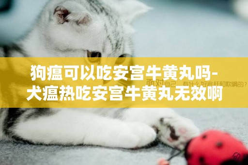 狗瘟可以吃安宫牛黄丸吗-犬瘟热吃安宫牛黄丸无效啊