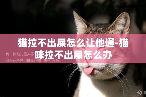 猫拉不出屎怎么让他通-猫咪拉不出屎怎么办