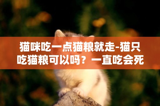 猫咪吃一点猫粮就走-猫只吃猫粮可以吗？一直吃会死吗